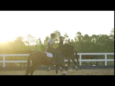Por do sol com Cavalos puro sangue Lusitanos - Coudelaria aguilar