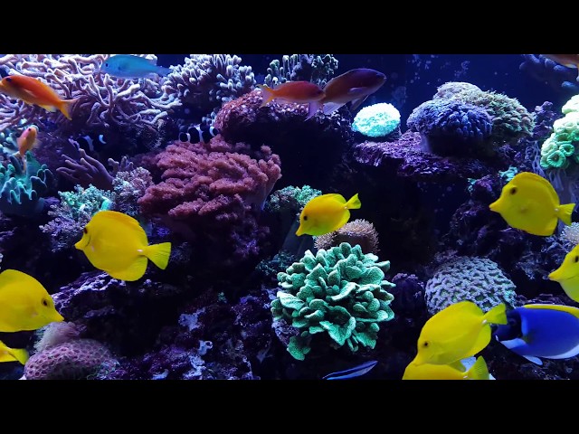 Amazing mixed reef tank