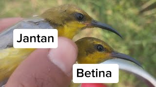 Download lagu Cara membedakan sogon muda jantan dan betina mp3