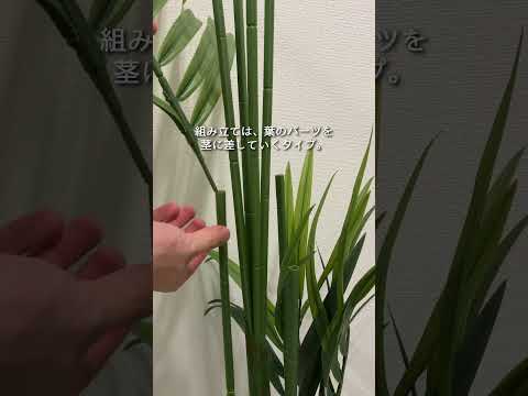 高さ約170cmのグリーンで白い6畳に彩りを足す