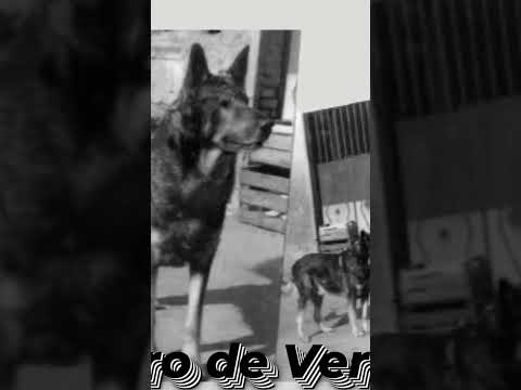 Recorriendo Vértiz La Pampa | RodoTV junto a Gilda, Alma y Emilia #shorts #viajes