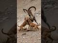 Can 2 Pitbulls Defeat The King Of Mountains The Markhor ️