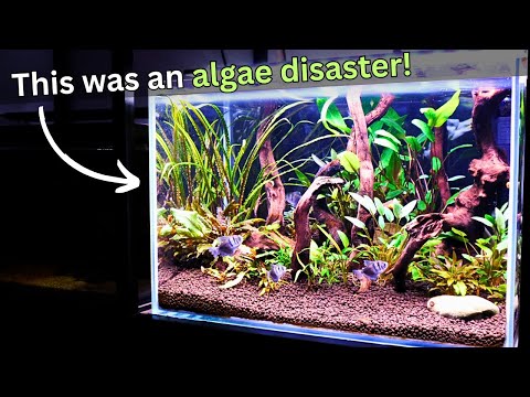 Amazing Fish Tank Transformation: From Algae Swamp to Algae Free Aquarium!