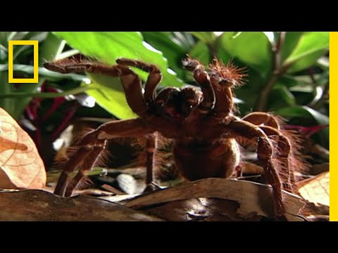 世界最大のクモ - Cerbalus aravensis