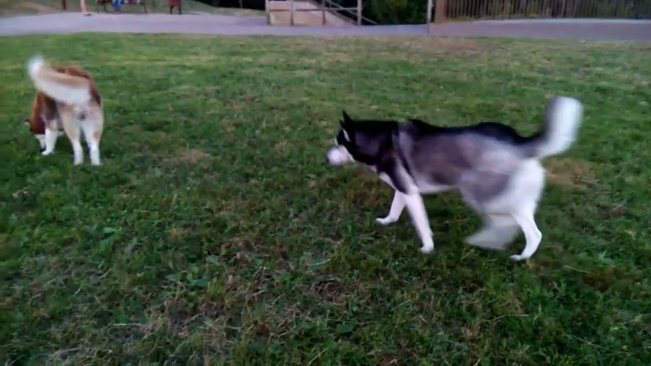 Videos graciosos de perros | Con frases cómicas de fondo