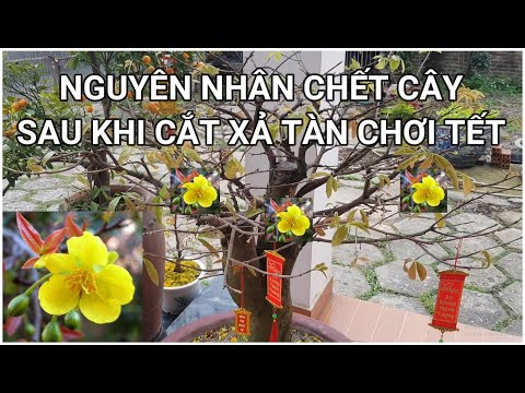 🔴 QBS2298 - NGUYÊN NHÂN CHẾT CÂY SAU KHI CẮT XẢ TÀN MAI VÀNG || THỜI ĐIỂM XẢ TÀN MAI VÀNG MIỀN BẮC