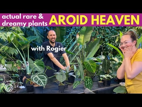 Aroid heaven at the botanic gardens | Plant with Roos