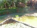 Phoenicopterus Minor Lesser Flamingo Honolulu Zoo 2015