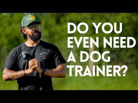Should You Invest In A Dog Trainer?