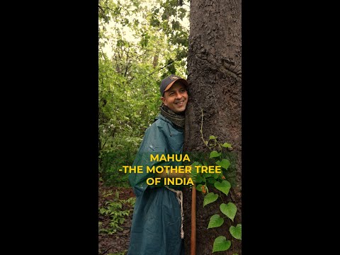 Mahua Tree - The Mother Tree of India | Ecological & Edible Importance & Uses | Saurabh Motta