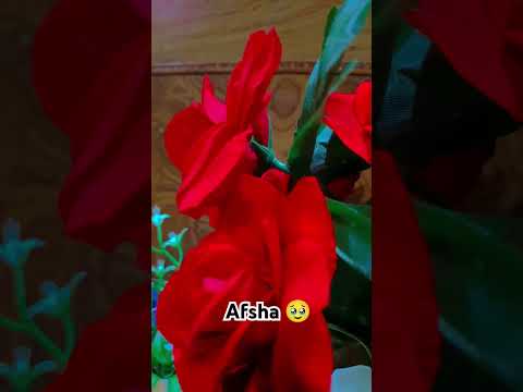 sad sayri 🥹 ❤️‍🩹#its Tanzil official #