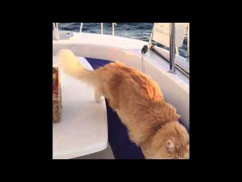 Amazing Sailing Cats Compilation