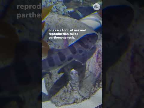 Shreveport Aquarium shark born without any males present #Shorts