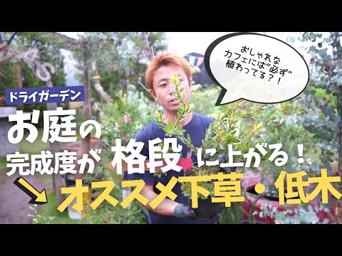 ポットの魅力的な耐寒性ハイビスカス地中海の低木