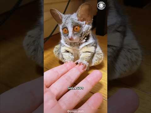 Galago 🌙 The Primate with Super Senses!
