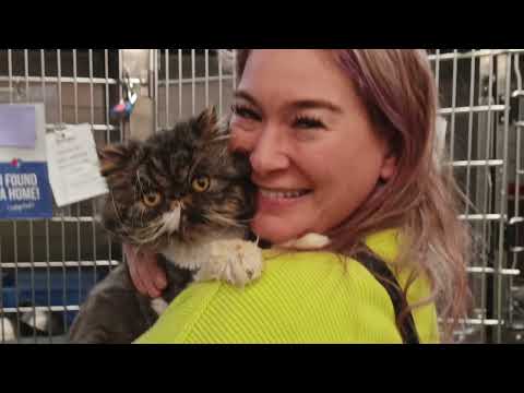 22 years of Saving Animal Lives - Furkids Animal Rescue