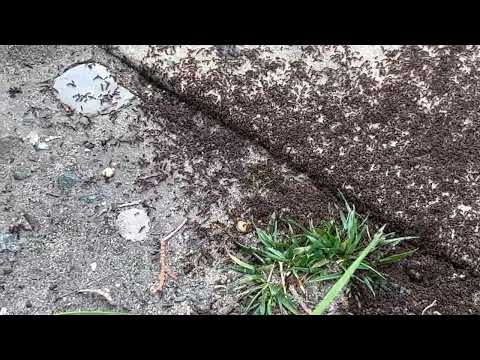 Quite a Lot of Ants Marching Along the Sidewalk in Howell, NJ