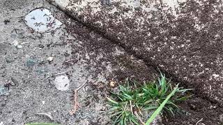 Watch video: Quite a Lot of Ants Marching Along the Sidewalk in Howell, NJ
