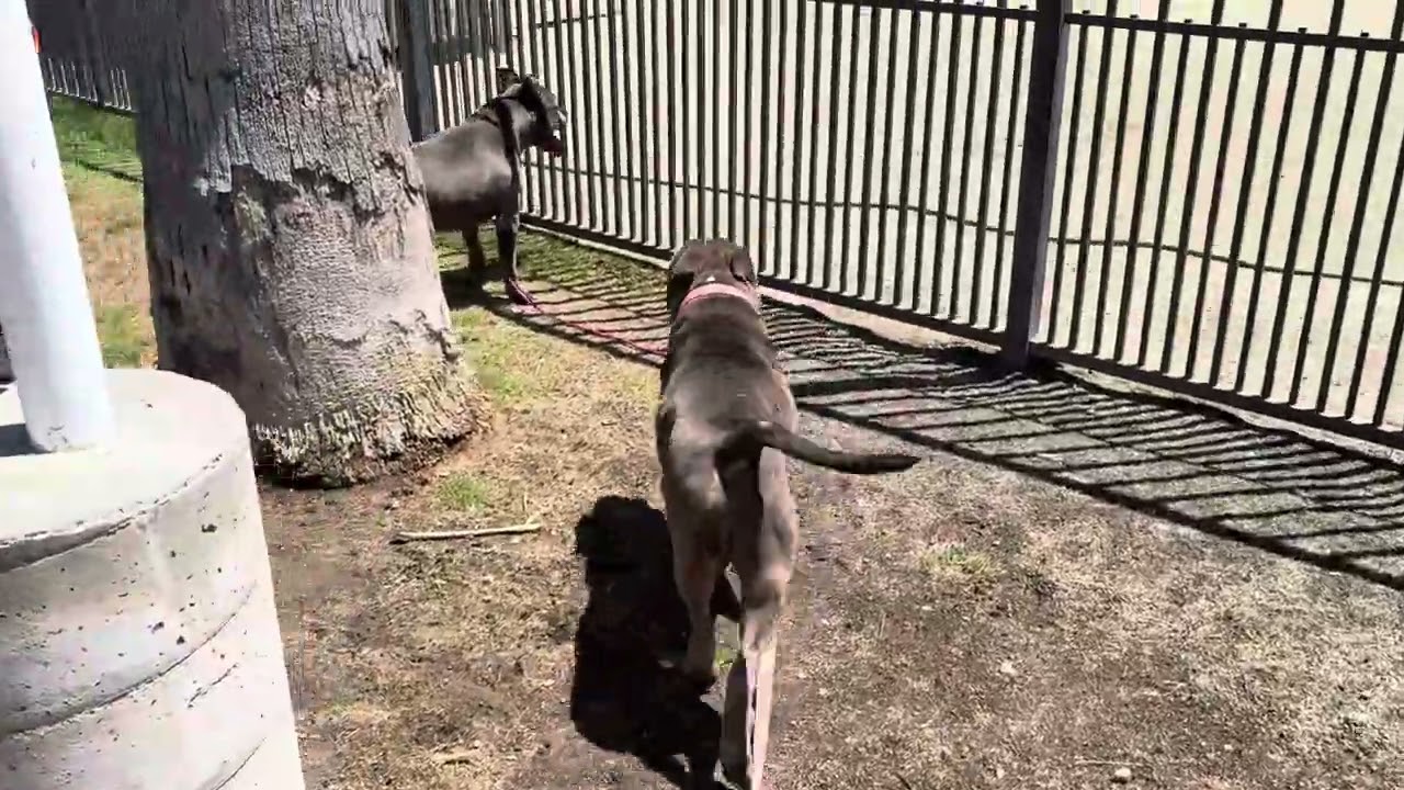 Enlarge HERCULES, an adoptable American Bully in Delano, CA video 3/3