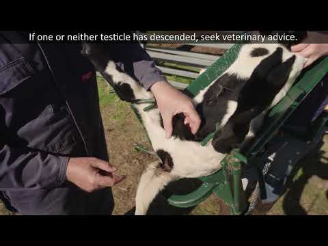 Lamb Marking Best Practice Series: Castration