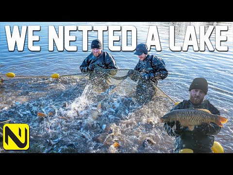 We Netted A Carp Fishery! | An INSANE Amount Of Fish