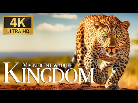 Magnificent Wildlife Kingdom 4K 🦁 Relaxing Animals Documentary with Calm Piano Music & Nature Movie