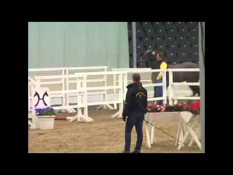 Freispringen Programm Hannoveraner Springpferdezucht