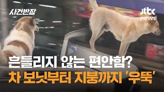 흔들리지 않는 편안함? 차 보닛부터 지붕까지 '우뚝' #글로벌픽 / JTBC 사건반장