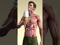 How Ice Cream Travels Through The Human Gut 3D Anatomy With Parasitic Worms