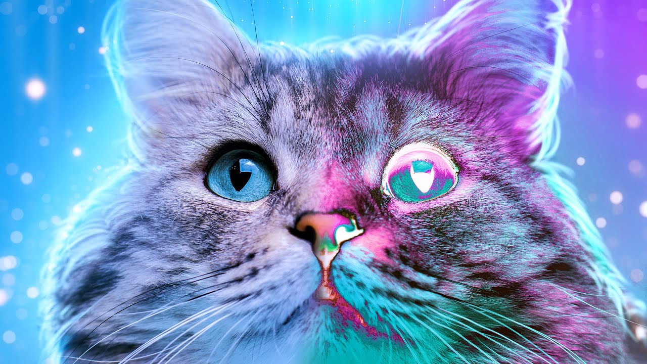 Como Os Animais Veem o Mundo?