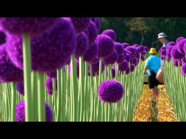 Vídeo relacionado con Magic of Nature: Semillas de Allium Gigante (30 uds) Allium giganteum