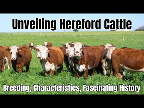 , title : 'Hereford Cattle Breed: Breeding, Characteristics, Fascinating History'
