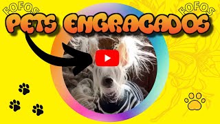 PETS ENGRAÇADOS E FOFOS