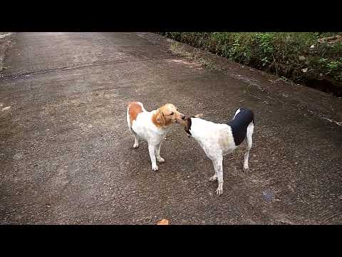 සමගිය ලොවේ මනුස්සයන්ට කියල දෙන මේ දෙන්න දුකේදි ,සැපේදි ,එකටයි ඉන්නෙ.පොඩි උනාට උස,මහත අයට බයත් නෑ,😍✌