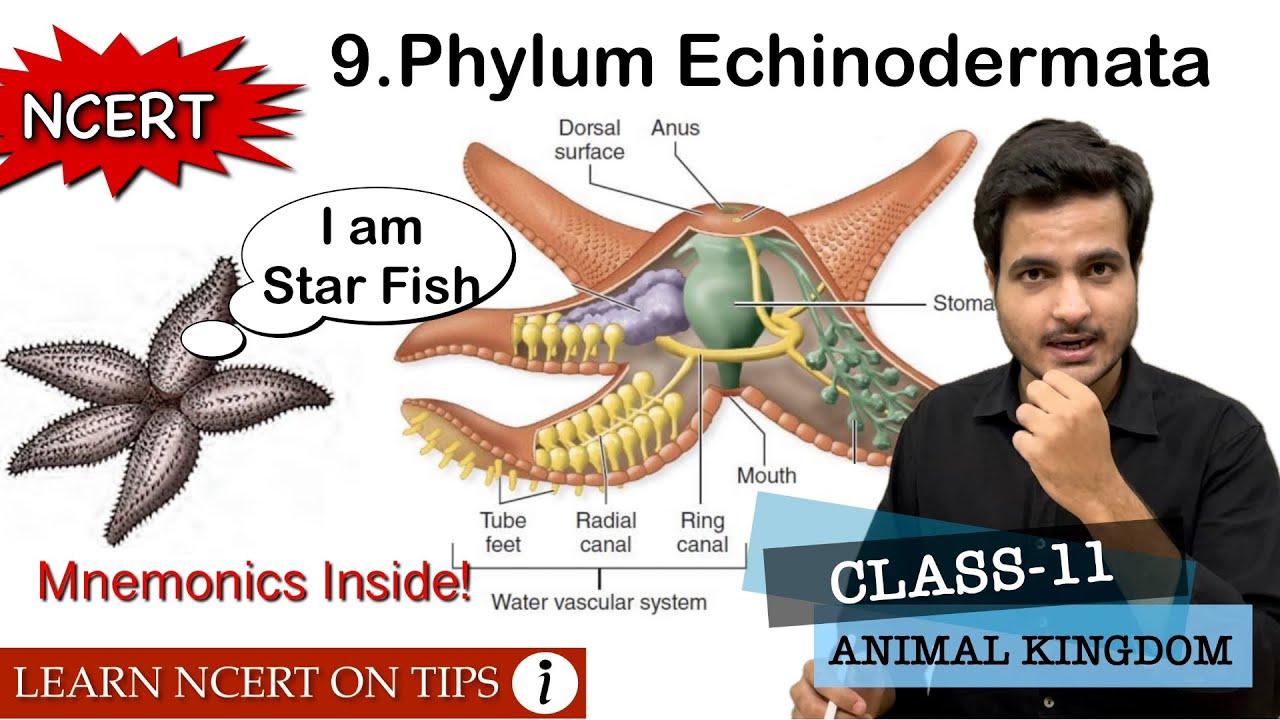 Phylum Echinodermata | Animal Kingdom | Class-11 Bio NCERT On Tips | Mnemonics Inside the video🔥