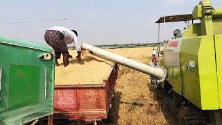 Rice Harvesting Machine|Rice harvest in India|Amazing Rice Harvester|Rice Reaper Binder Machine