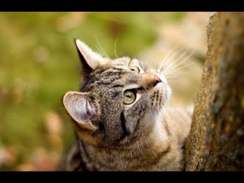 アメリカンワイヤーヘアーキャット
