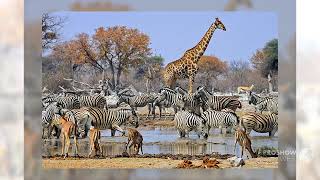 Luxury Safari Tours in South Africa | Africa Picture Safaris