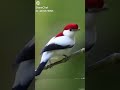 Chittu Chittu Kuruvikku Song