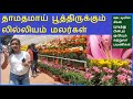 Ooty Malar Kankatchiel Pookatha Lillium Malarkal Ipodhu Poothathu Eppadi Gardanil MecIver Silai Ean