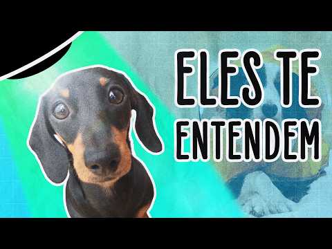CÉREBRO DOS DOGUINHOS CONSEGUE DISTINGUIR EMOÇÕES HUMANAS | ABDUÇÃO