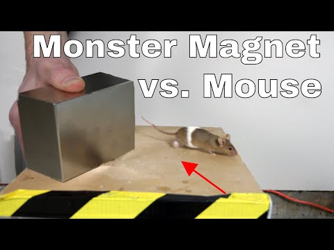 What Does a Giant Monster Neodymium Magnet do to a Mouse? Video