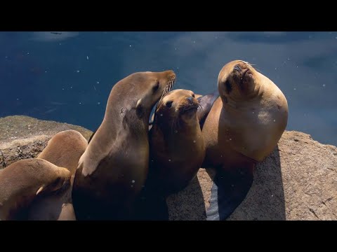Woman Was Getting Shots Of Otter At Aquarium,But Nothing Could Have Prepared Her For The Sign Inside