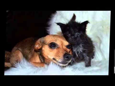 S* Angel Spirit Lotta Maija