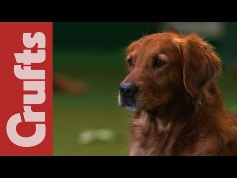 Gundog Display - Philippa Williams - Crufts 2012