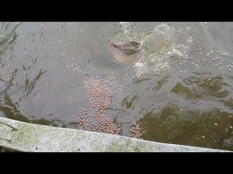 Alimentación del Arapaima gigas. Paiche el gigante de la Amazonía Peruana