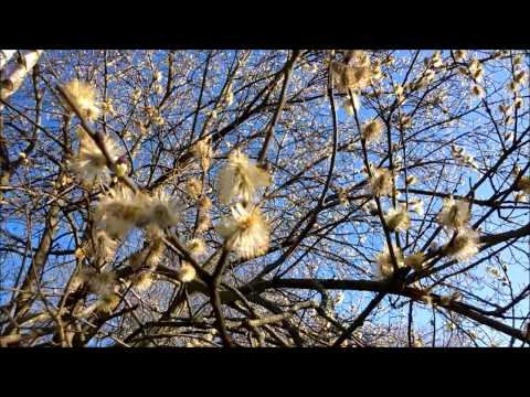 Gedicht "Frühling lässt sein blaues Band" von Mörike