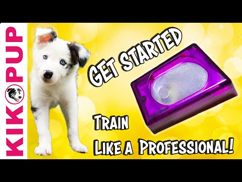 How to start training your puppy with a clicker