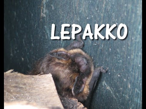 Lepakko