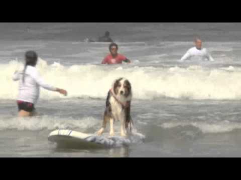 2012 IDC Western Regionals - Surf Dog Competition